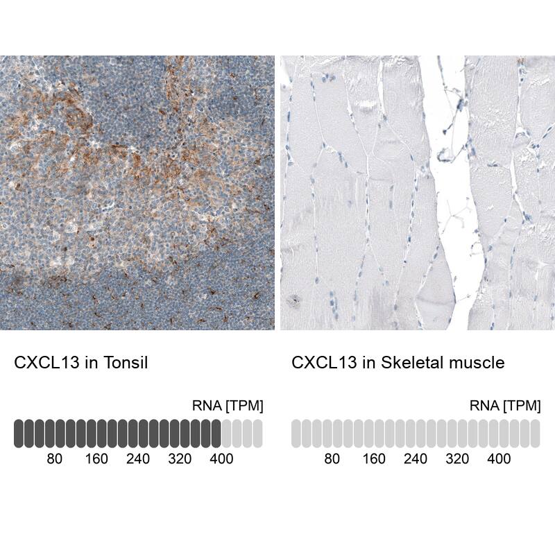 Analysis in human tonsil and skeletal muscle tissues using NBP3-44241 antibody. Corresponding CXCL13/BLC/BCA-1 RNA-seq data are presented for the same tissues.