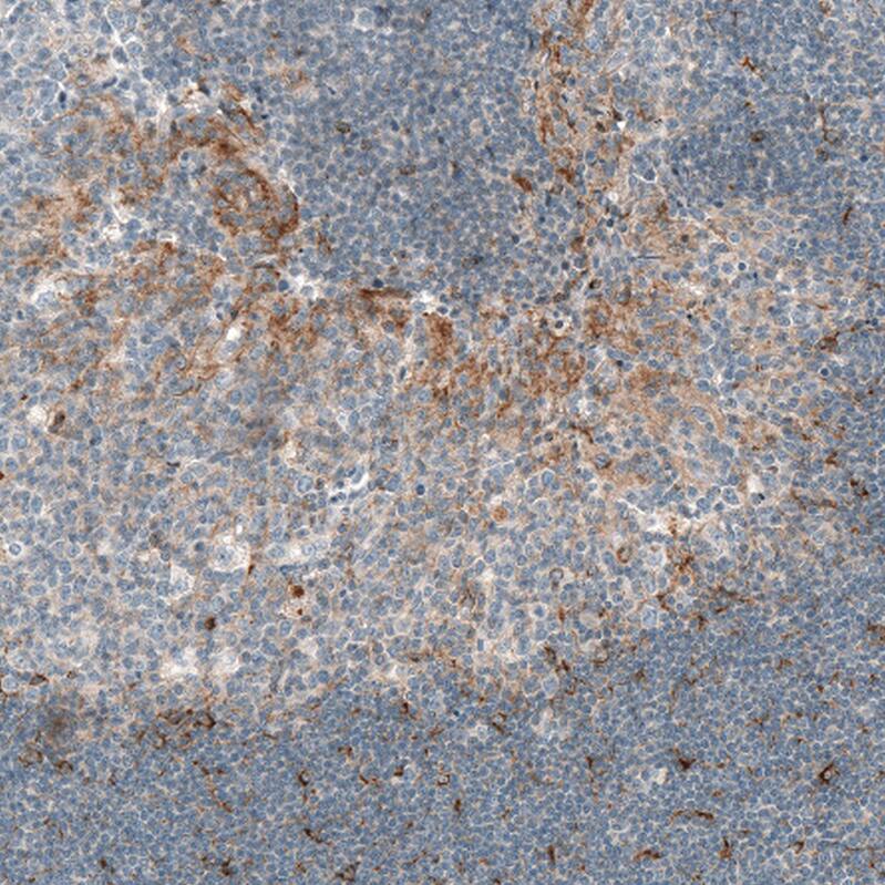 Staining of human tonsil shows moderate positivity in secretion in germinal center.