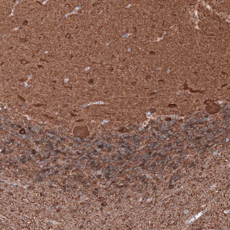 Staining of human cerebellum shows strong positivity in both neurons and neuropil.