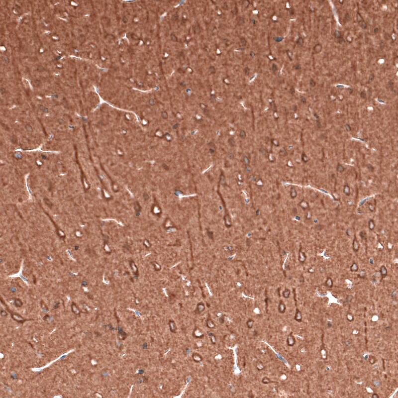 Staining of rat cerebral cortex shows strong positivity in neuronal cell bodies and in neuropil.