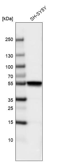Analysis in human cell line SH-SY5Y.