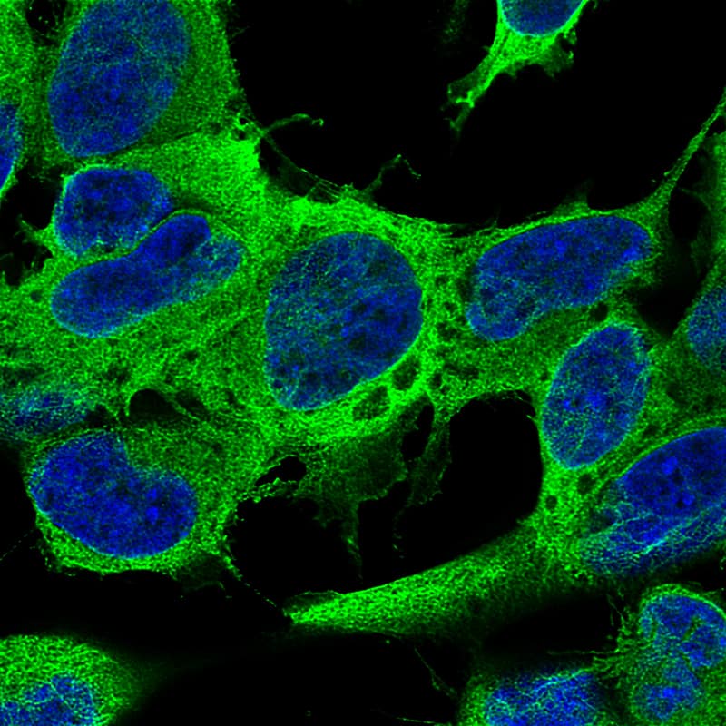 Staining of SH-SY5Y cells using the Anti-beta-III Tubulin monoclonal antibody, showing specific staining on microtubules in green. Nuclear probe is visualized in blue.