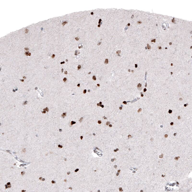 Staining of human cerebral cortex shows moderate to strong nuclear immunoreactivity in neuronal and glial cells.