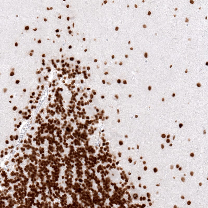 Staining of human cerebellum shows strong nuclear immunoreactivity in neuronal and glial cells.