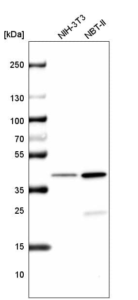 Analysis in mouse cell line NIH-3T3 and rat cell line NBT-II.