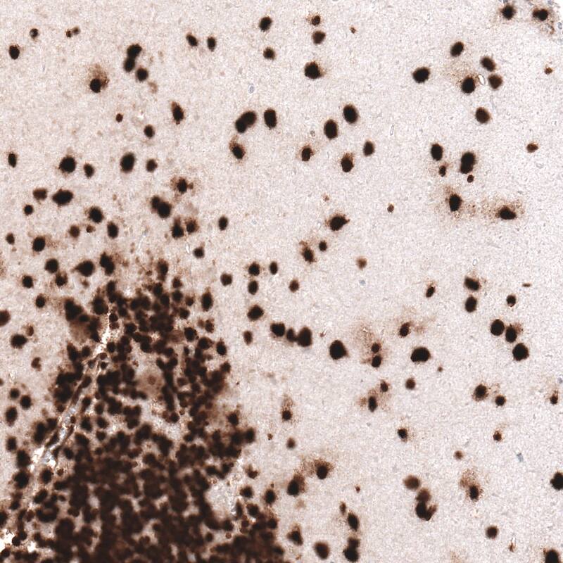 Staining of human cerebellum shows strong nuclear immunoreactivity in neuronal and glial cells.