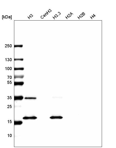 Analysis of purified human recombinant histone H3, CenH3, H3.3, H2A, H2B and H4.