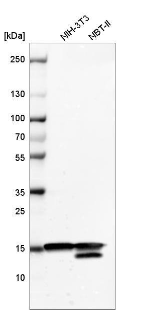 Analysis in mouse cell line NIH-3T3 and rat cell line NBT-II.