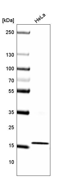 Analysis in human cell line HeLa.