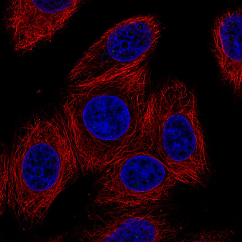 Immunofluorescence staining of MCF7 cells using the Anti-GJB6 monoclonal antibody, showing no specific staining of cell junctions. MCF7 cells serves as a negative control based on RNA-seq values. Microtubule- and nuclear probes are visualized in red and blue, respectively (where available).