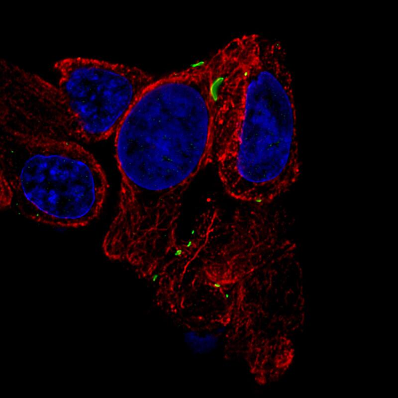 Staining of RT-4 cells using the Anti-Connexin 30/GJB6 monoclonal antibody) .
