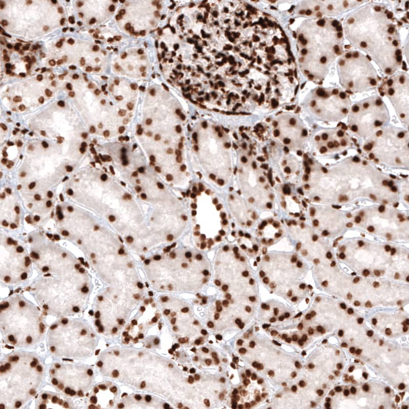 Staining of human kidney shows strong nuclear positivity in cells in glomeruli and tubules.
