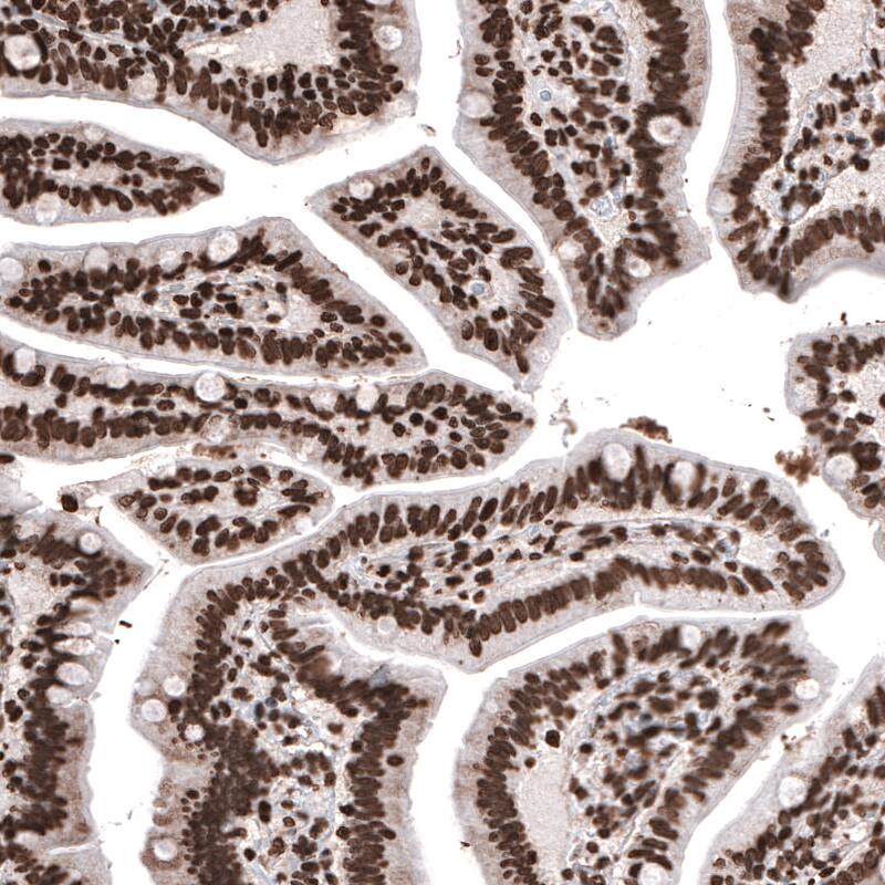 Staining of human duodenum shows strong nuclear positivity in glandular cells and in lamina propria cells.