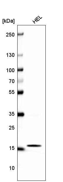 Analysis in human cell line HEL.