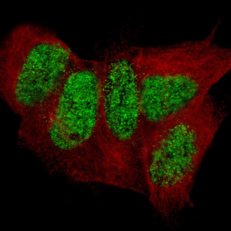 Staining in SH-SY5Y cell line with Anti-CUTL2 monoclonal antibody) .