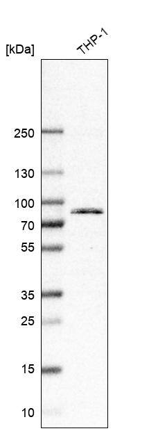 Analysis in human cell line THP-1.