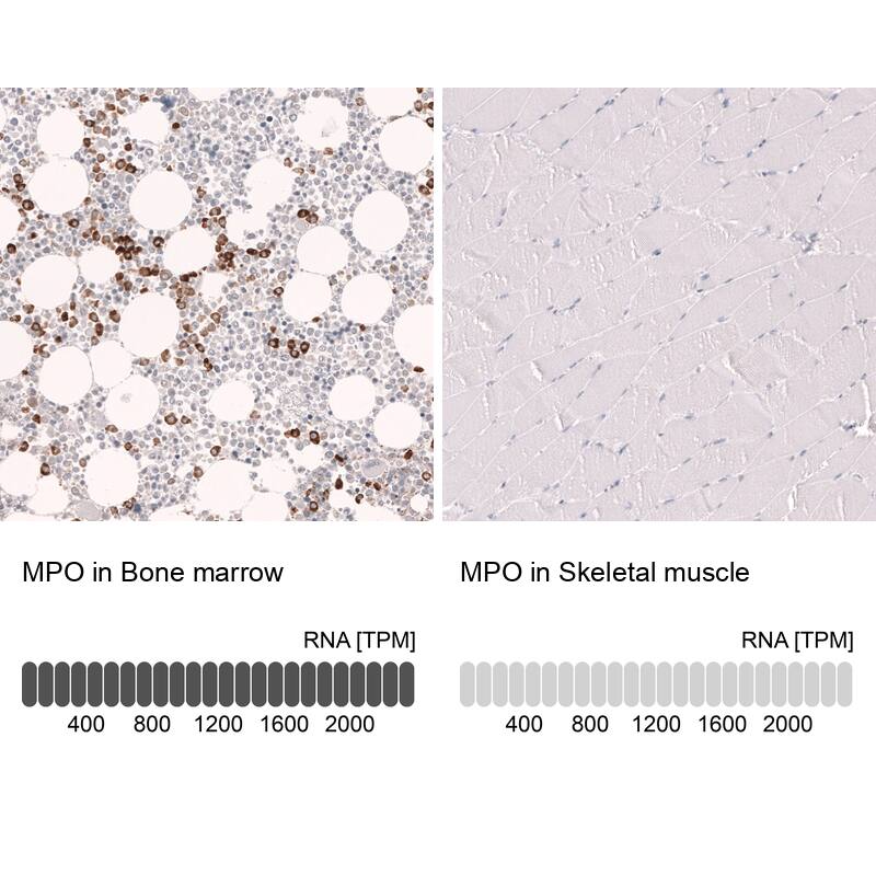 Analysis in human bone marrow and skeletal muscle tissues using NBP3-44265 antibody. Corresponding Myeloperoxidase/MPO RNA-seq data are presented for the same tissues.