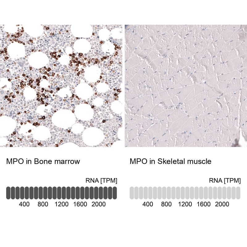 Analysis in human bone marrow and skeletal muscle tissues using NBP3-44266 antibody. Corresponding Myeloperoxidase/MPO RNA-seq data are presented for the same tissues.