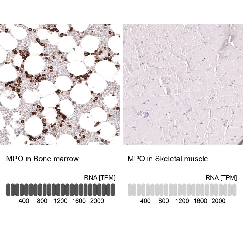 Analysis in human bone marrow and skeletal muscle tissues using NBP3-44267 antibody. Corresponding Myeloperoxidase/MPO RNA-seq data are presented for the same tissues.