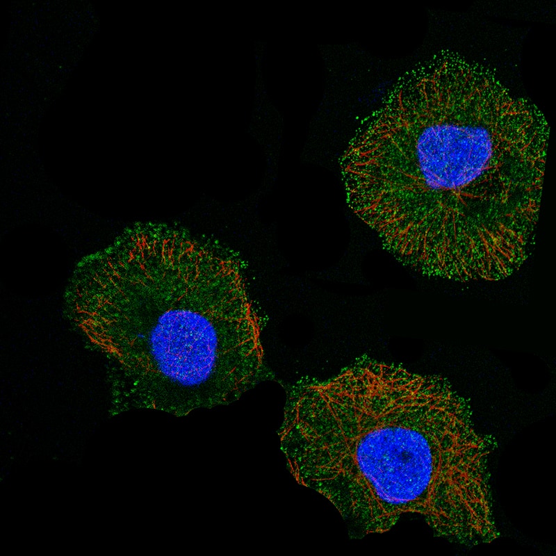 Staining of A-431 cells using the Anti-CD5 monoclonal antibody, showing localization in plasma membrane in green. Microtubule- and nuclear probes are visualized in red and blue, respectively. 