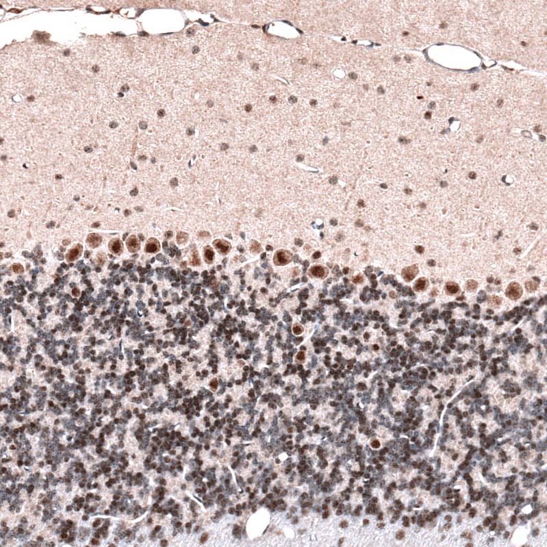 Staining of mouse cerebellum shows moderate to strong nuclear positivity in Purkinje cells.