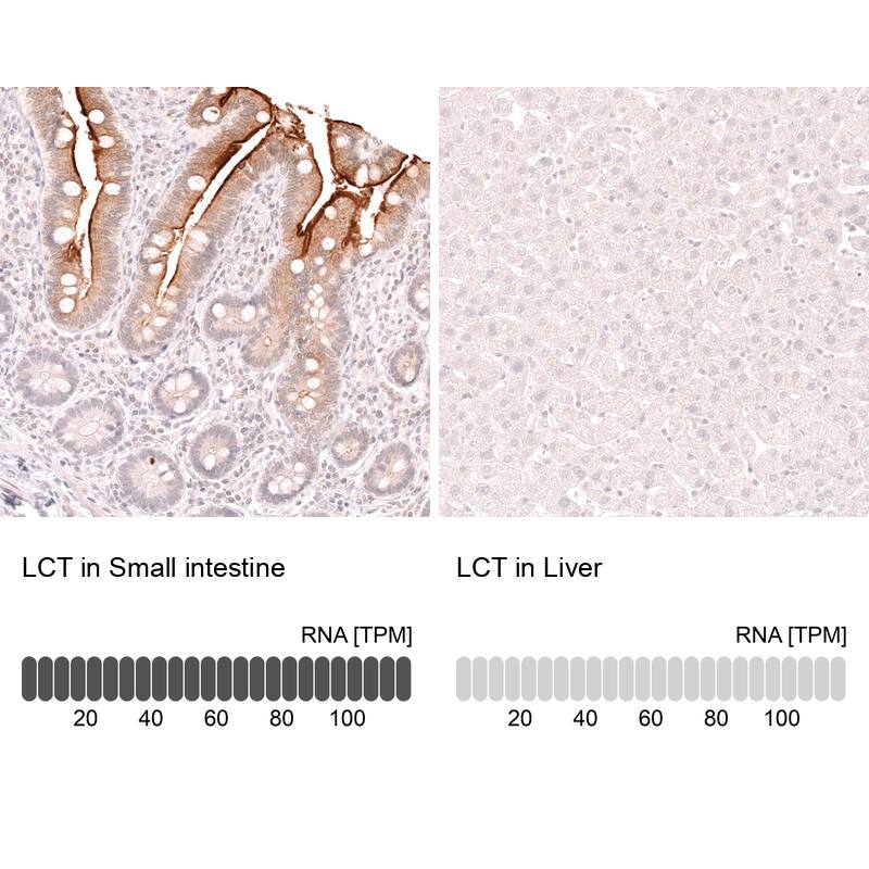 Analysis in human small intestine and liver tissues using NBP3-44274 antibody. Corresponding Lactase RNA-seq data are presented for the same tissues.