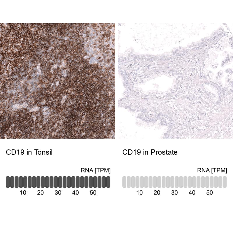 Analysis in human tonsil and prostate tissues using NBP3-44278 antibody. Corresponding CD19 RNA-seq data are presented for the same tissues.