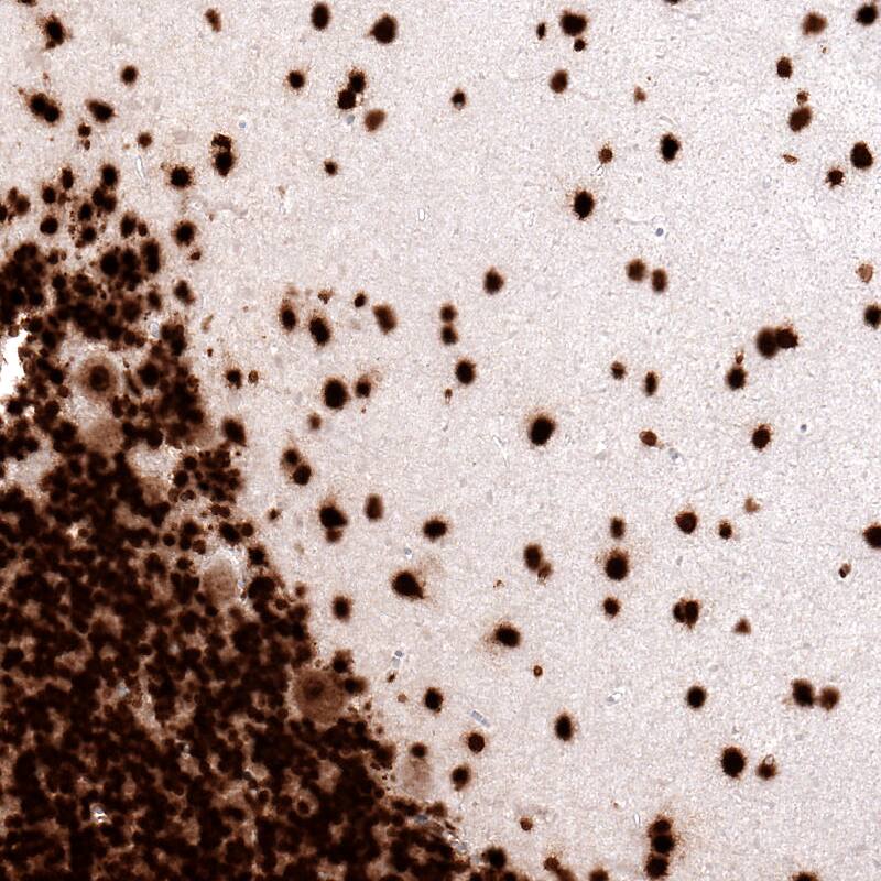 Staining of human cerebellum shows strong nuclear immunoreactivity in neuronal and glial cells.