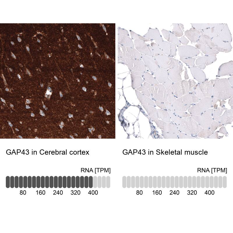 Analysis in human cerebral cortex and skeletal muscle tissues using NBP3-44282 antibody. Corresponding GAP-43 RNA-seq data are presented for the same tissues.