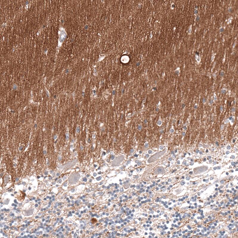 Staining of human cerebellum shows moderate positivity in neuropil.