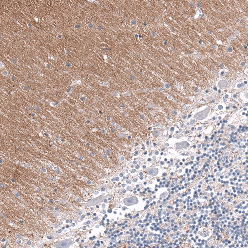 Staining of human cerebellum shows moderate positivity in neuropil.
