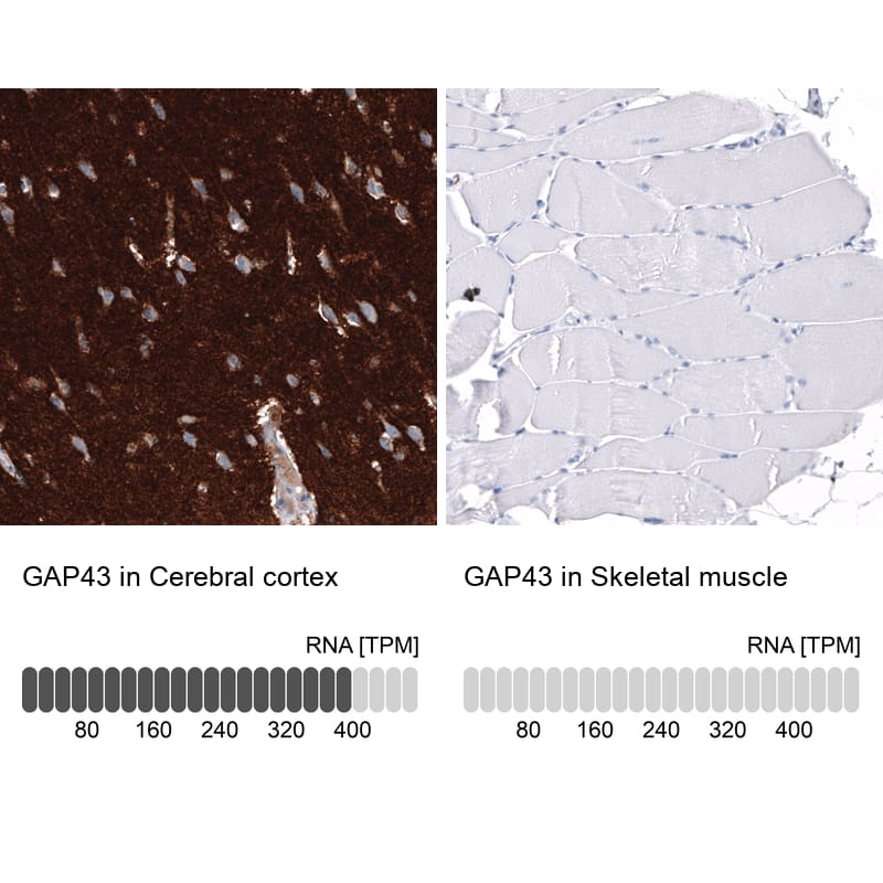 Analysis in human cerebral cortex and skeletal muscle tissues using NBP3-44283 antibody. Corresponding GAP-43 RNA-seq data are presented for the same tissues.