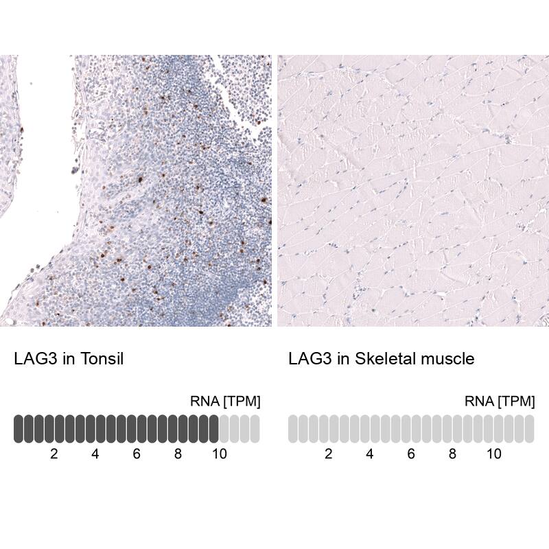 Analysis in human tonsil and skeletal muscle tissues using NBP3-44285 antibody. Corresponding LAG-3 RNA-seq data are presented for the same tissues.