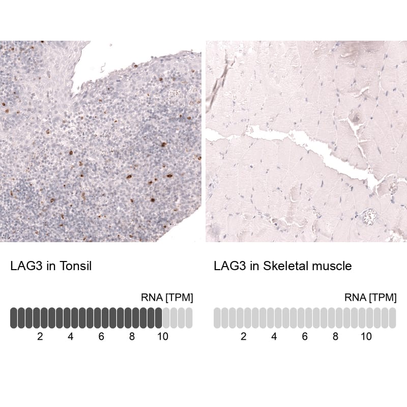 Analysis in human tonsil and skeletal muscle tissues using NBP3-44286 antibody. Corresponding LAG-3 RNA-seq data are presented for the same tissues.