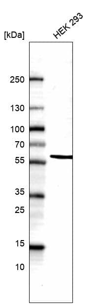 Analysis in human cell line HEK 293.