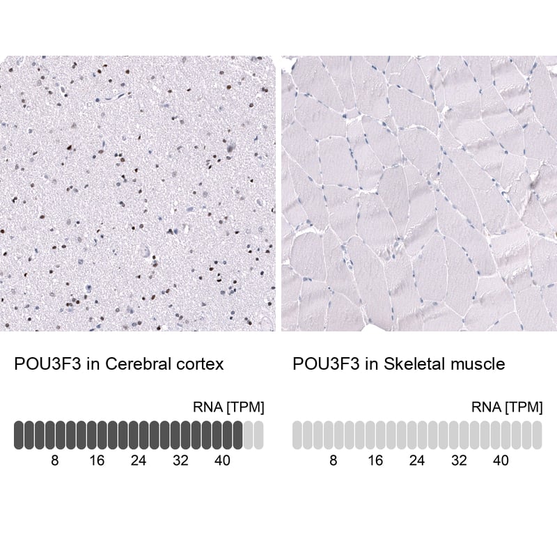 Analysis in human cerebral cortex and skeletal muscle tissues using NBP3-44291 antibody. Corresponding POU3F3 RNA-seq data are presented for the same tissues.