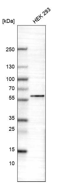 Analysis in human cell line HEK 293.