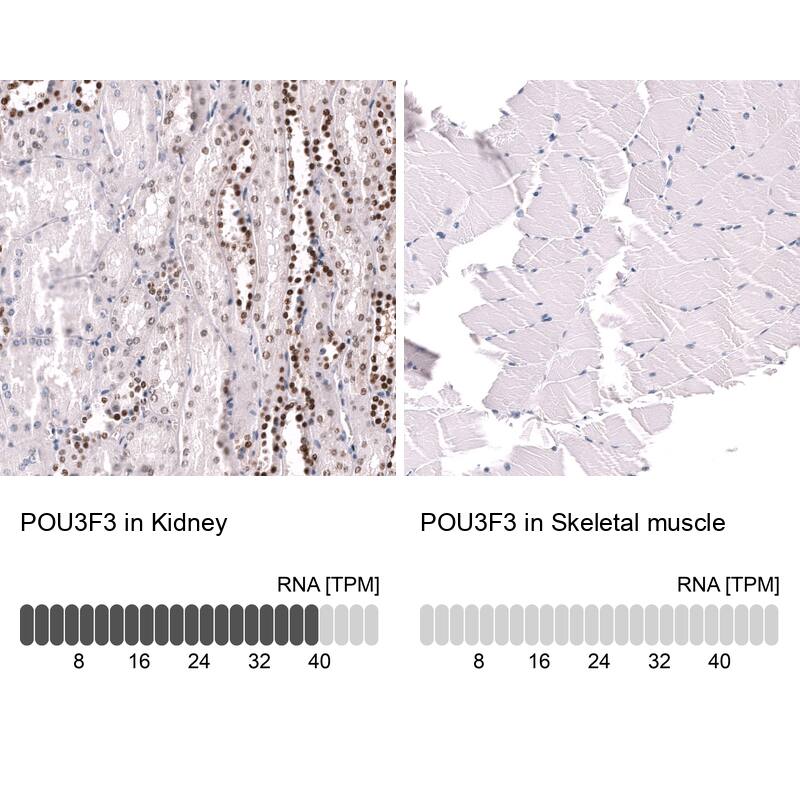 Analysis in human kidney and skeletal muscle tissues using NBP3-44292 antibody. Corresponding POU3F3 RNA-seq data are presented for the same tissues.