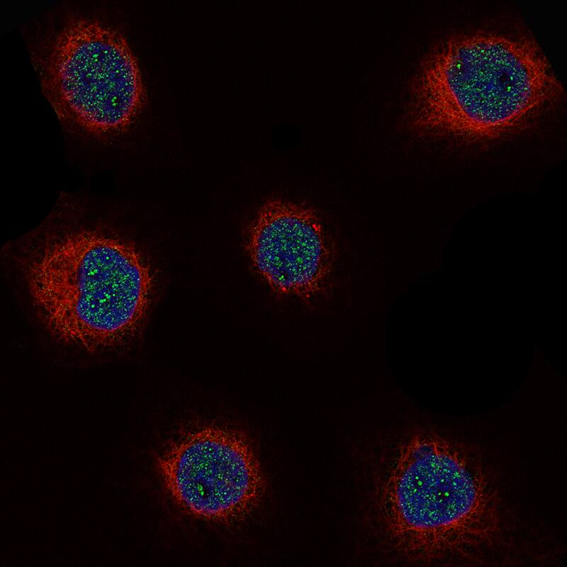 Staining of A-431 cells using the Anti-Cyclin D1 monoclonal antibody, showing localization in nuclear speckles and nucleoli fibrillar center in green. Microtubule- and nuclear probes are visualized in red and blue, respectively.