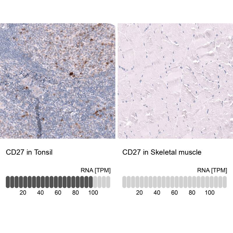Analysis in human tonsil and skeletal muscle tissues using NBP3-44297 antibody. Corresponding CD27/TNFRSF7 RNA-seq data are presented for the same tissues.