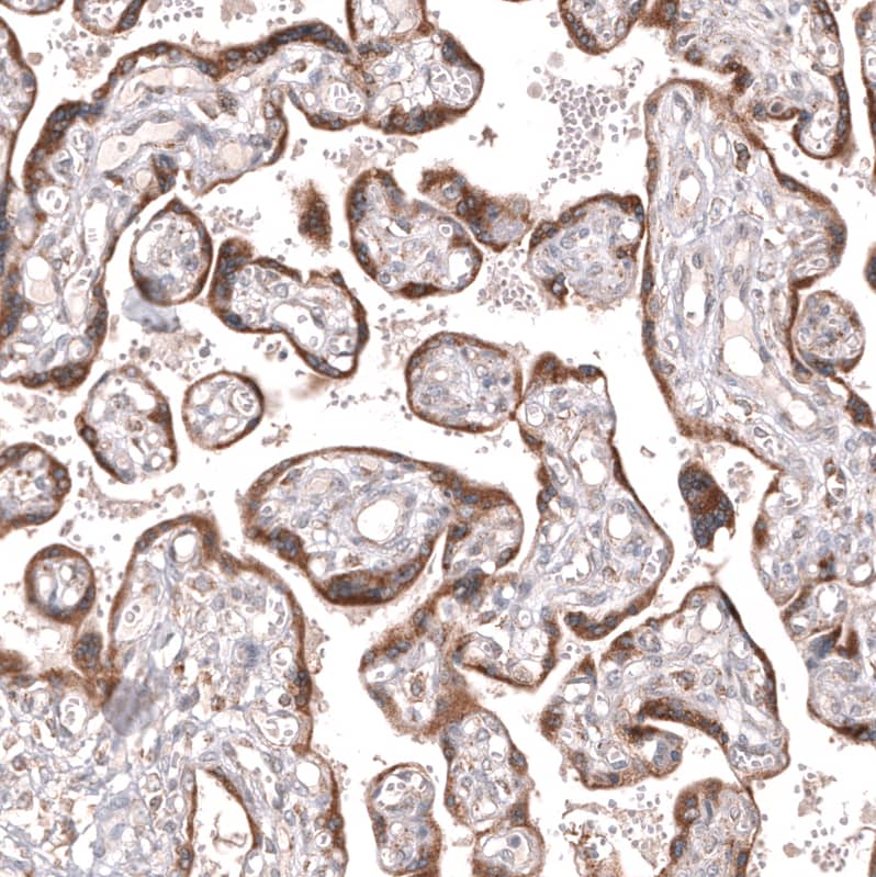 Staining of human placenta shows strong cytoplasmic positivity in trophoblastic cells.