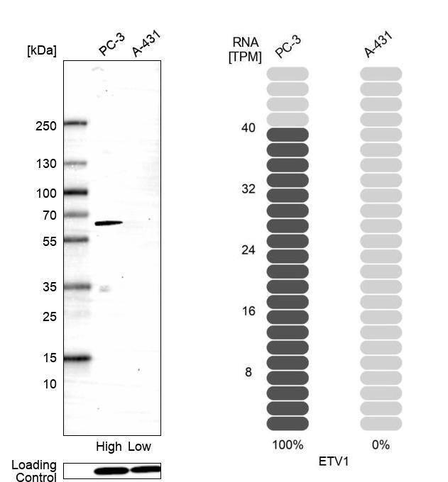 Analysis in human cell lines PC-3 and A-431 using Anti-ETV1 antibody. Corresponding ETV1 RNA-seq data are presented for the same cell lines. Loading control: Anti-PPIB.