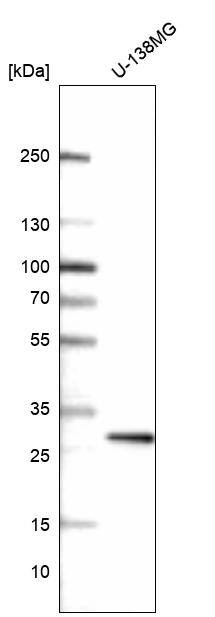 Analysis in human cell line U-138MG.