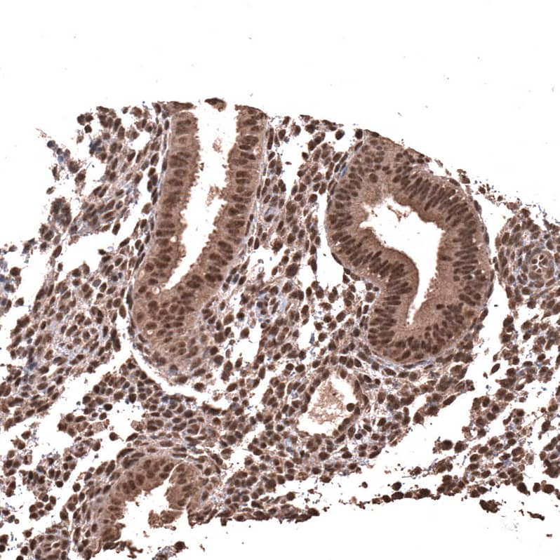 Staining of human endometrium shows strong nuclear positivity in glandular cells.