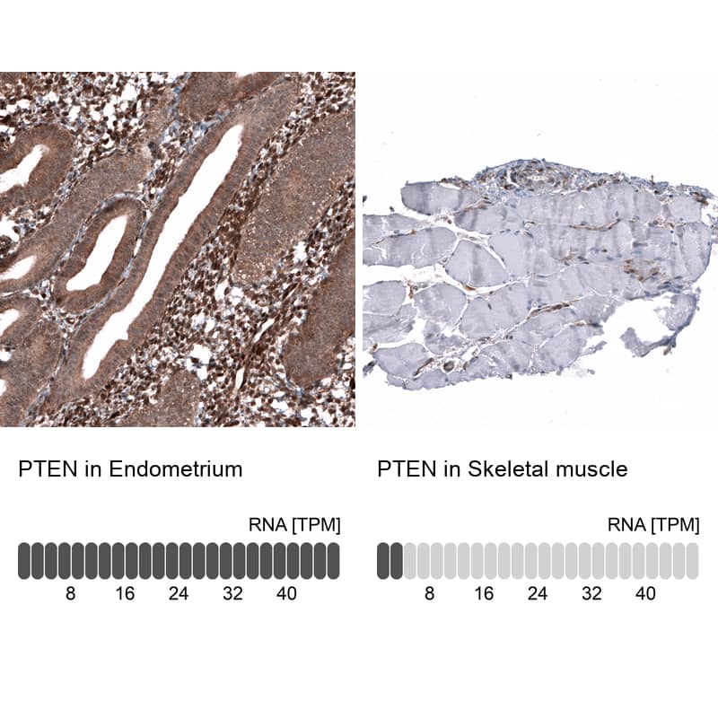 Analysis in human endometrium and skeletal muscle tissues using NBP3-44314 antibody. Corresponding PTEN RNA-seq data are presented for the same tissues.