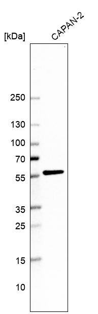 Analysis in human cell line CAPAN-2.