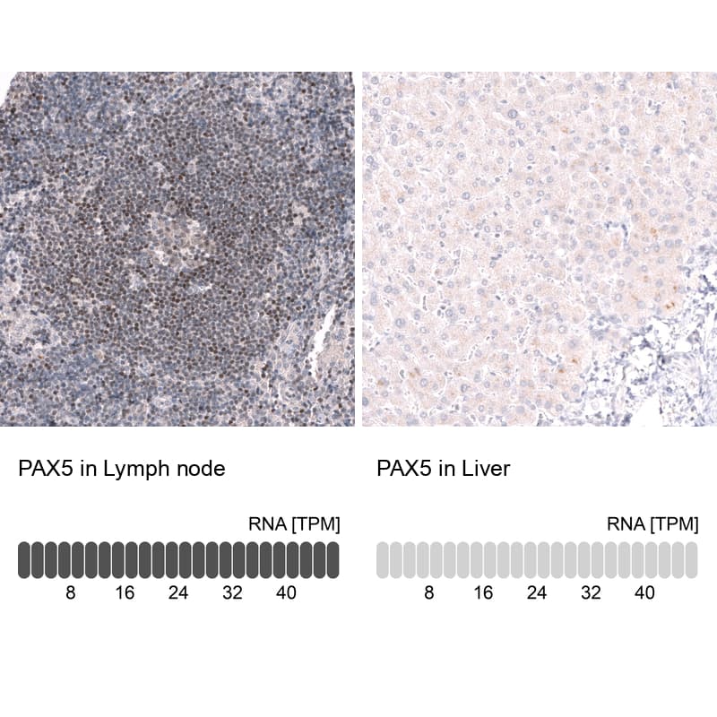 Analysis in human lymph node and liver tissues using NBP3-44316 antibody. Corresponding Pax5/BSAP RNA-seq data are presented for the same tissues.