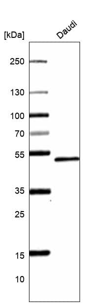 Analysis in human cell line Daudi.