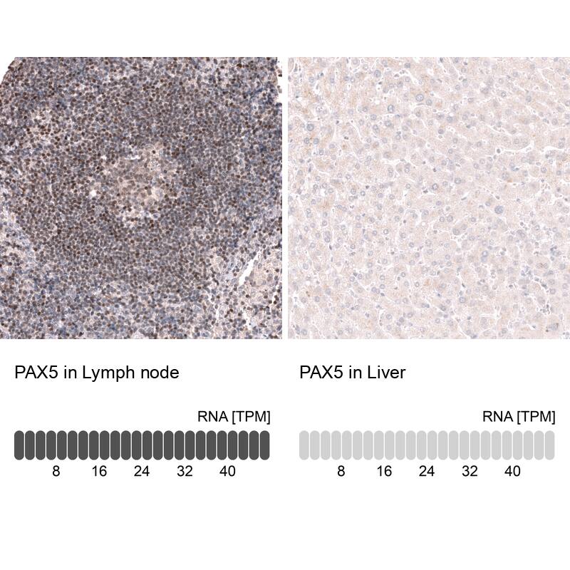 Analysis in human lymph node and liver tissues using NBP3-44317 antibody. Corresponding Pax5/BSAP RNA-seq data are presented for the same tissues.