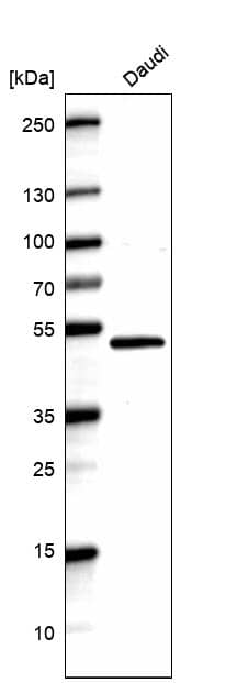 Analysis in human cell line Daudi.